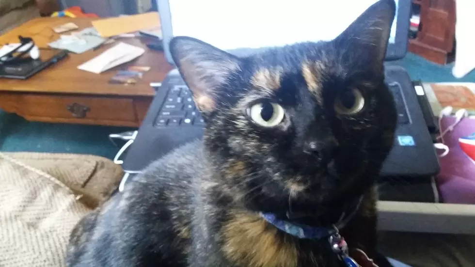 Getting My Sweet, Dumb, Weird Baby To Eat Her Pills