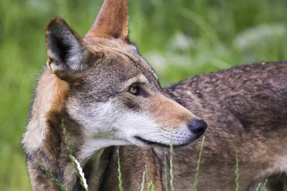 Interesting…… Are Pet Wolves Really Outlawed In Missouri?