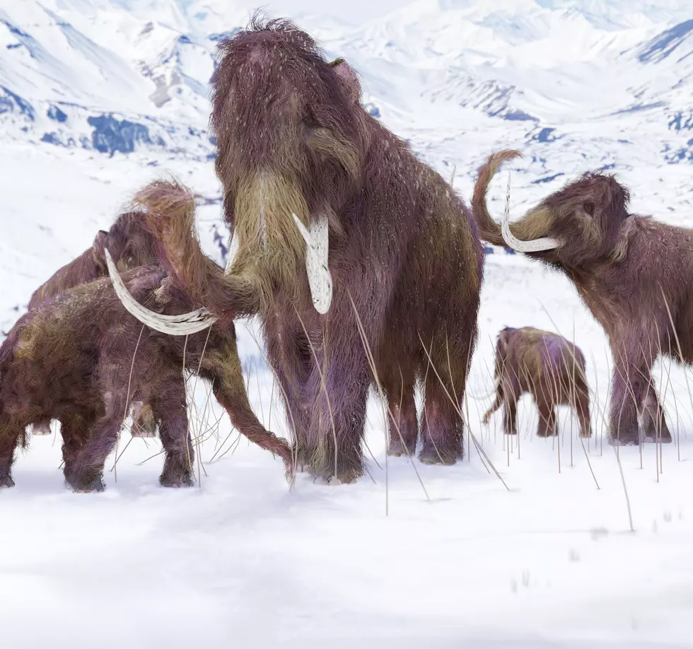 Apparently I Have Something In Common With Extinct Mammoths