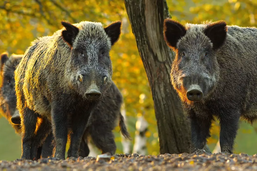 Tusk, Tusk: Missouri’s Smart Strategy Tames Feral Hog Trouble