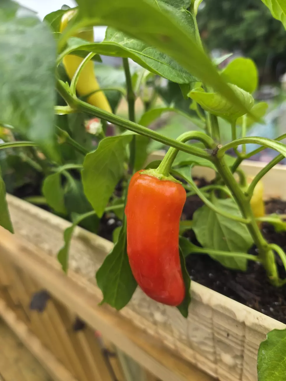 The Perks of Peppers: Color, Heat, and a Whole Lot of Vitamin C